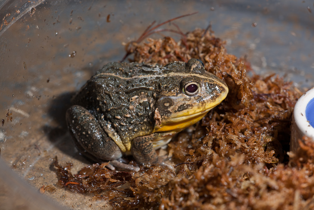 Dwarf Pixie Frog For Sale, Dwarf Pixie Frog For Sale Cheap, Dwarf Pixie Frog For Sale Near Me, Dwarf Pixie Frog For Sale Europe, Dwarf Pixie Frog For Sale Canada, Dwarf Pixie Frog For Sale Uk, Dwarf Pixie Frog For Sale Usa, Baby Dwarf Pixie Frog For Sale