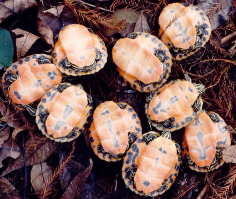 BABY, TURTLES FOR SALE, Florida Red-bellied Cooter For Sale,