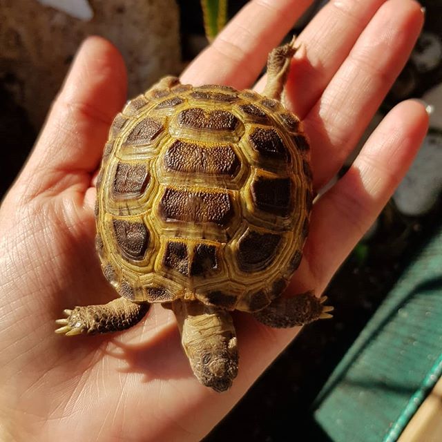 Tortoise On Sale TAGS: Adult Russian Tortoise, Adult Russian Tortoise For Sale, Baby Russian Tortoise, Baby Russian Tortoise For Sale, Baby Russian Tortoise For Sale Cheap, Baby Russian Tortoise For Sale Near Me, Buy Baby Russian Tortoise, Buy Russian Tortoise, Buy Russian Tortoise Online, Captive Bred Russian Tortoise, Captive Bred Russian Tortoise Breeder, Captive Bred Russian Tortoise For Sale, Captive Bred Russian Tortoises, Captive Bred Tortoise For Sale, Female Russian Tortoise, Female Russian Tortoise For Sale, Horsefield Tortoise Breeder, Horsefield Tortoise For Sale, Horsefield Tortoise Sale, Horsfield Tortoise For Sale, Horsfield Tortoises For Sale, How Much Is A Russian Tortoise, Live Russian Tortoise For Sale, Male Russian Tortoise, Male Russian Tortoise For Sale, Price Of A Russian Tortoise, Purchase Russian Tortoise, Russian Box Tortoise For Sale, Russian Dwarf Tortoise, Russian Tortoise, Russian Tortoise Breeder, Russian Tortoise Breeders, Russian Tortoise Cost, Russian Tortoise For Sale, Russian Tortoise For Sale Near Me, Russian Tortoise For Sale Online, Russian Tortoise Hatchling, Russian Tortoise Hatchling For Sale, Russian Tortoise Hatchlings For Sale, Russian Tortoise Pet, Russian Tortoise Price, Russian Tortoises, Russian Tortoises For Sale, Russian Turtle, Russian Turtle For Sale, Where Can I Buy A Russian Tortoise, Where To Buy A Russian Tortoise, Where To Buy Baby Russian Tortoise, Where To Buy Russian Tortoise, Where To Buy Russian Turtle