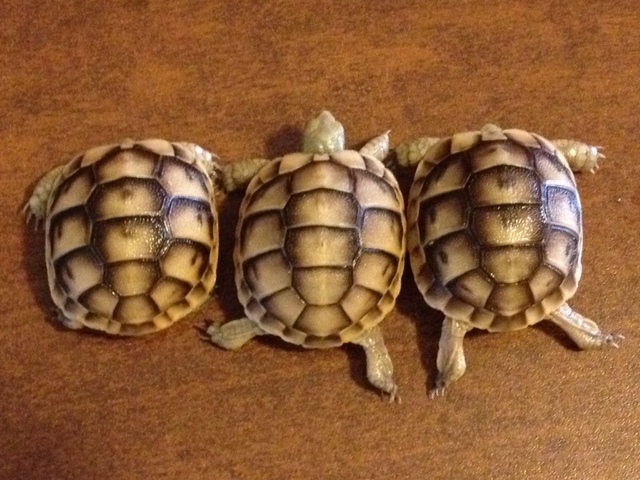 Baby (Jordanian) Greek Tortoise For Sale,