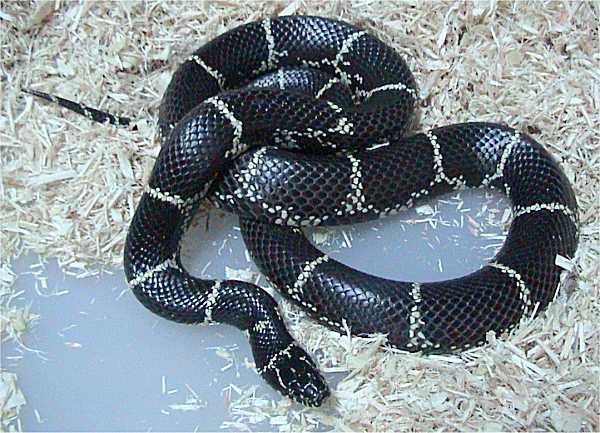 Eastern Chain King Snake For Sale,