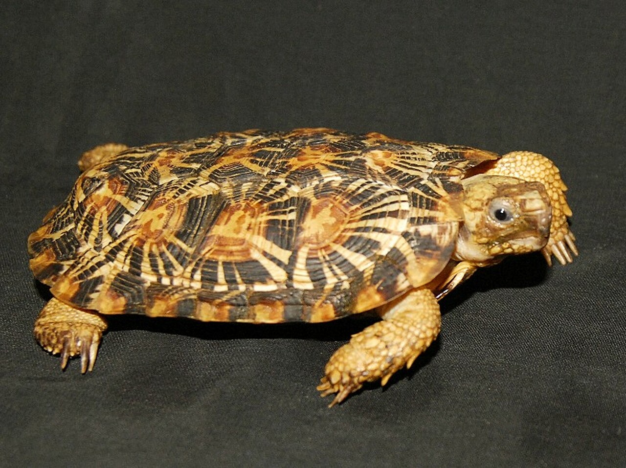 Pancake Tortoise For Sale Online,