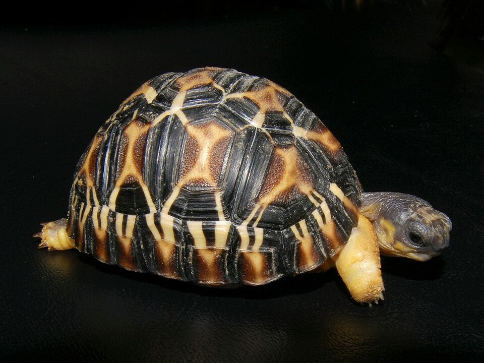 JUVENILE AND ADULTS AVAILABLE, RADIATED TORTOISE BABY,