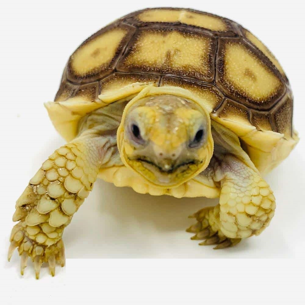 Hatchlings Sulcata For Sale, Hatchlings Sulcata For Sale In Uk, Hatchlings Sulcata For Sale In Dubai,