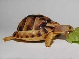 Kleinman’s Tortoise For Sale,