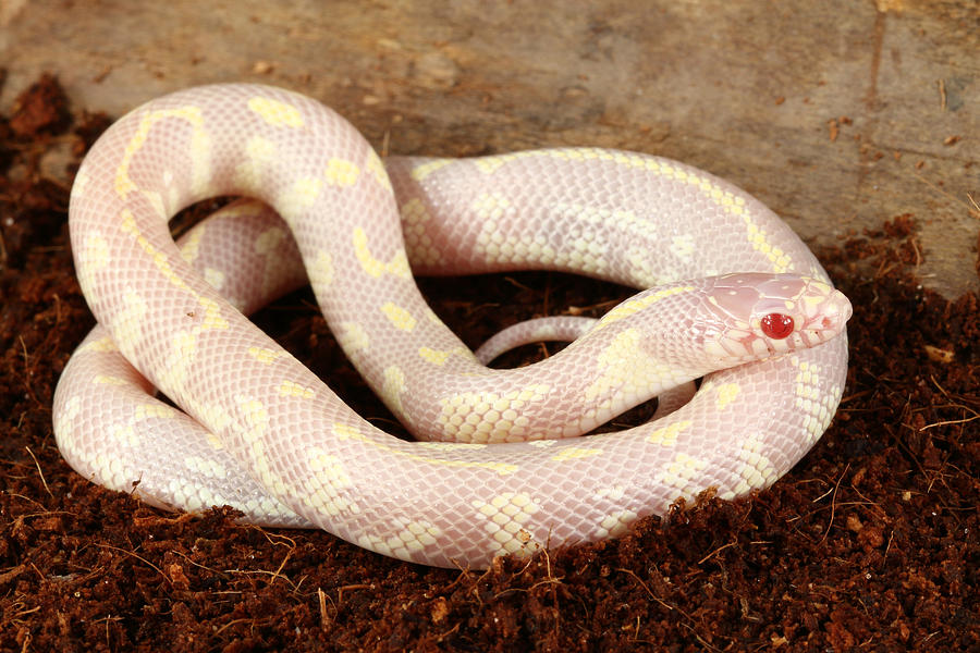 Albino California King Snake For Sale,