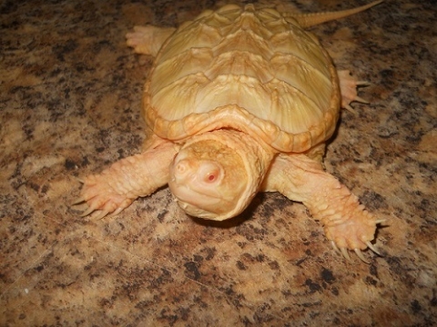 Albino Common Snapper For Sale, Albino Common Snapper For Sale Cheap, Albino Common Snapper For Sale Near Me, Albino Common Snapper For Sale Usa, Albino Common Snapper For Sale Uk,