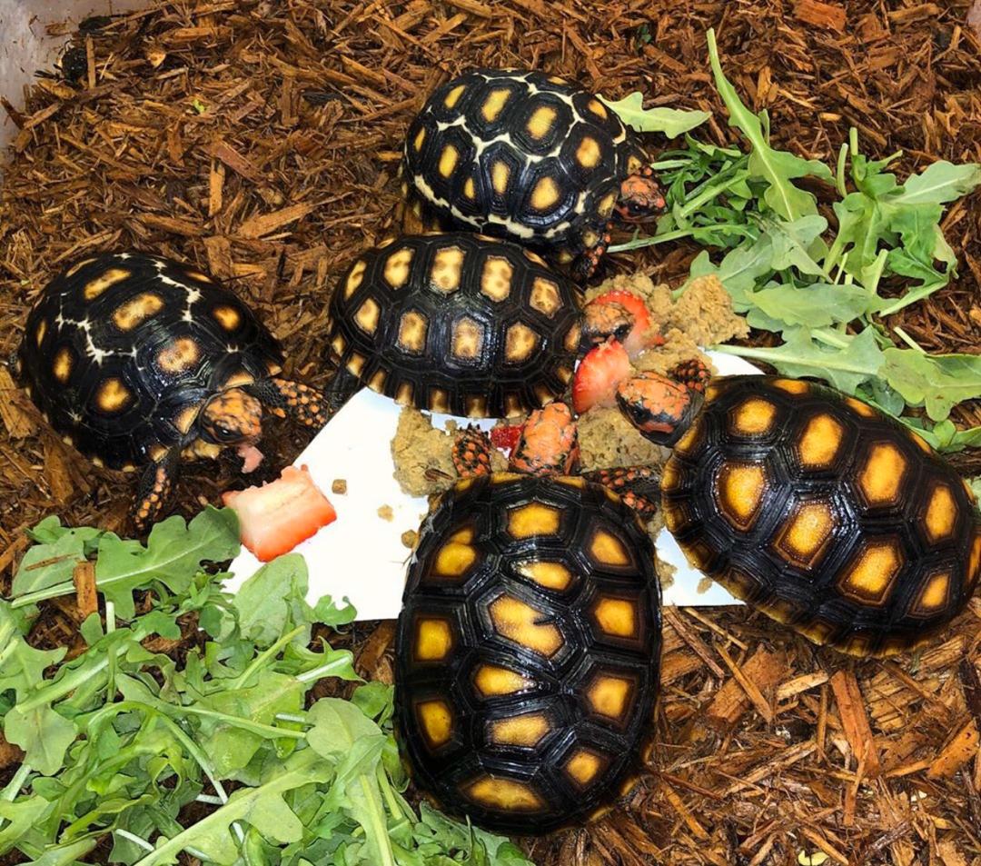 CHERRY HEAD TORTOISE FOR SALE, ADULT, BABY, BUY REAL TORTOISE ONLINE,