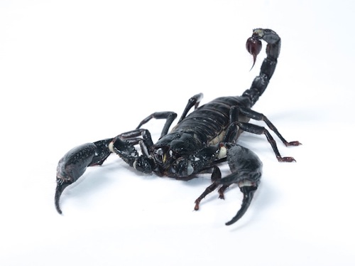 Asian Forest Scorpion For Sale, Asian Forest Scorpion For Sale In Uk, Asian Forest Scorpion For Sale In Usa,