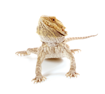 Bearded Dragon For Sale, Baby Bearded Dragon For Sale, Bearded Dragon For Sale Near Me, Bearded Dragon For Sale Cheap, Bearded Dragon For Sale Canada, Bearded Dragon Foe Sale Uk, Bearded Dragon For Sale Usa, How Much Do Bearded Dragon Cost?