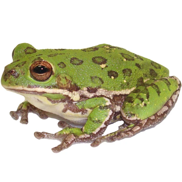 
Barking Tree Frog For Sale,