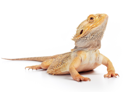 Adult Bearded Dragon For Sale, Adult Bearded Dragon For Sale Near Me, Adult Bearded Dragon For Sale Cheap, Baby Adult Bearded Dragon For Sale, Adult Bearded Dragon For Sale Canada, Adult Bearded Dragon For Sale Uk, Adult Bearded Dragon For Sale Usa, How Much Do Adult Bearded Dragon Cost?