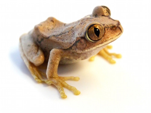 Big Eye Tree Frog For Sale, Big Eye Tree Frog For Sale In Uk, Big Eye Tree Frog For Sale In Dubai,