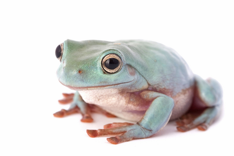 Blue White's Tree Frog For Sale, Blue White's Tree Frog For Sale In Usa, Blue White's Tree Frog For Sale In Uk,