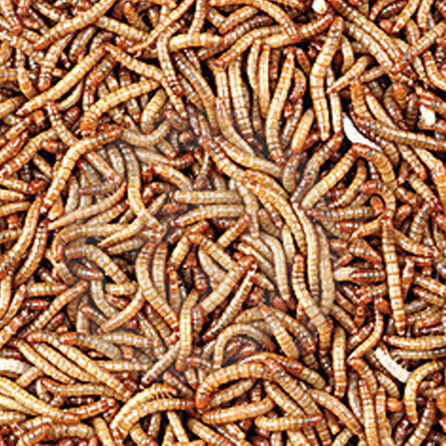 1000 MEALWORMS FOR SALE ONLINE,