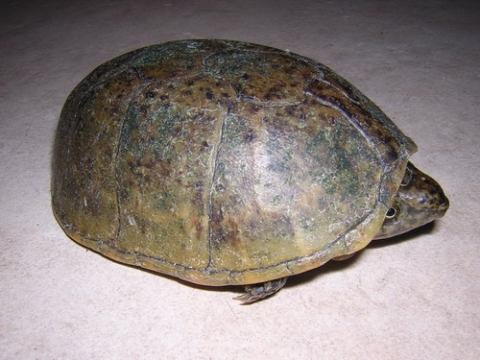 Common Musk Turtles For Sale, Common Musk Turtles For Sale Near Me, Common Musk Turtles For Sale Cheap,