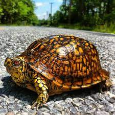 Eastern Box (Terrapene Carolina) For Sale, Eastern Box (Terrapene Carolina) For Sale In Usa, TURTLES FOR SALE,