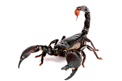 Emperor Scorpion For Sale,