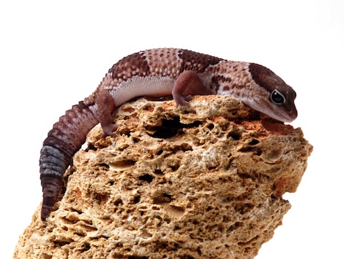 African Fat Tail Gecko For Sale, African Fat Tail Gecko For Sale Near Me, African Fat Tail Gecko For Sale Cheap, Baby African Fat Tail Gecko For Sale, African Fat Tail Gecko For Sale Uk, African Fat Tail Gecko For Sale Canada, African Fat Tail Gecko For Sale Usa, How Much Do African Fat Tail Gecko Cost?, Albino Adult African Fat Tail Gecko For Sale