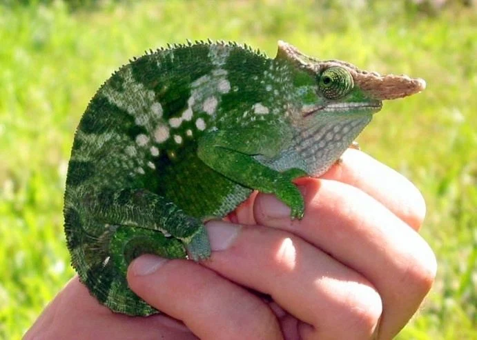 Giant Fischers Chameleon For Sale In UK, Giant Fischers Chameleon For Sale In USA, Giant Fischers Chameleon For Sale