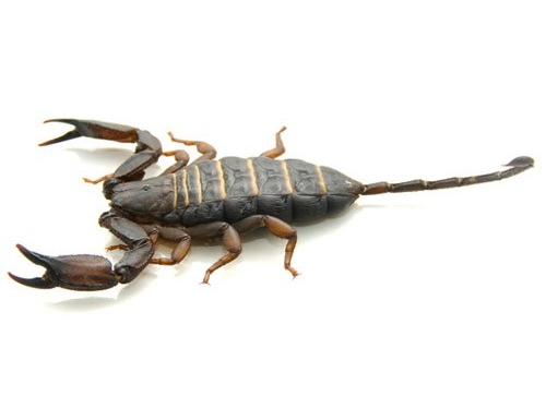 Flat Rock Scorpion For Sale, Flat Rock Scorpion For Sale In Uk, Flat Rock Scorpion For Sale In Usa,