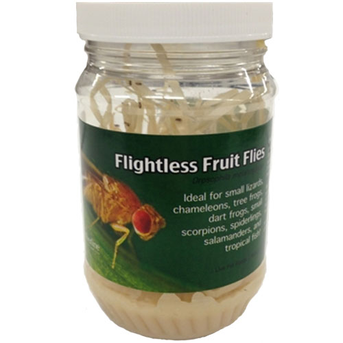 FRUIT FLY JAR FOR SALE,