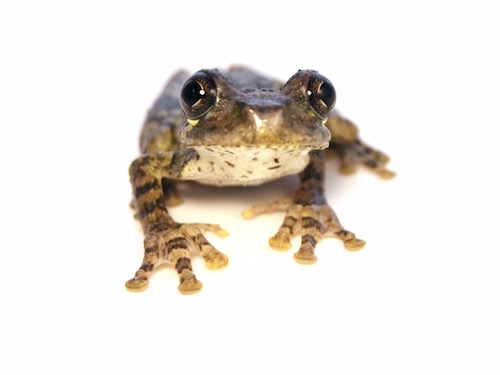 Haitian Giant Tree Frog For Sale,