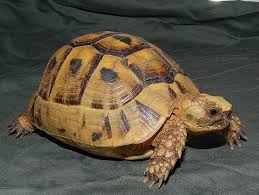 African Pancake Tortoise For Sale, African Pancake Tortoise For Sale In Usa, Baby Box Turtles, Baby Tortoise, Baby Turtle For Sale, Baby Turtle Sales, Baby Turtles, Box Turtle Baby, Leopard Tortoise, Red Foot Tortoise, Sulcata Tortoise, Tortoise Sulcata, Tortoises For Sale, Turtle Small
,