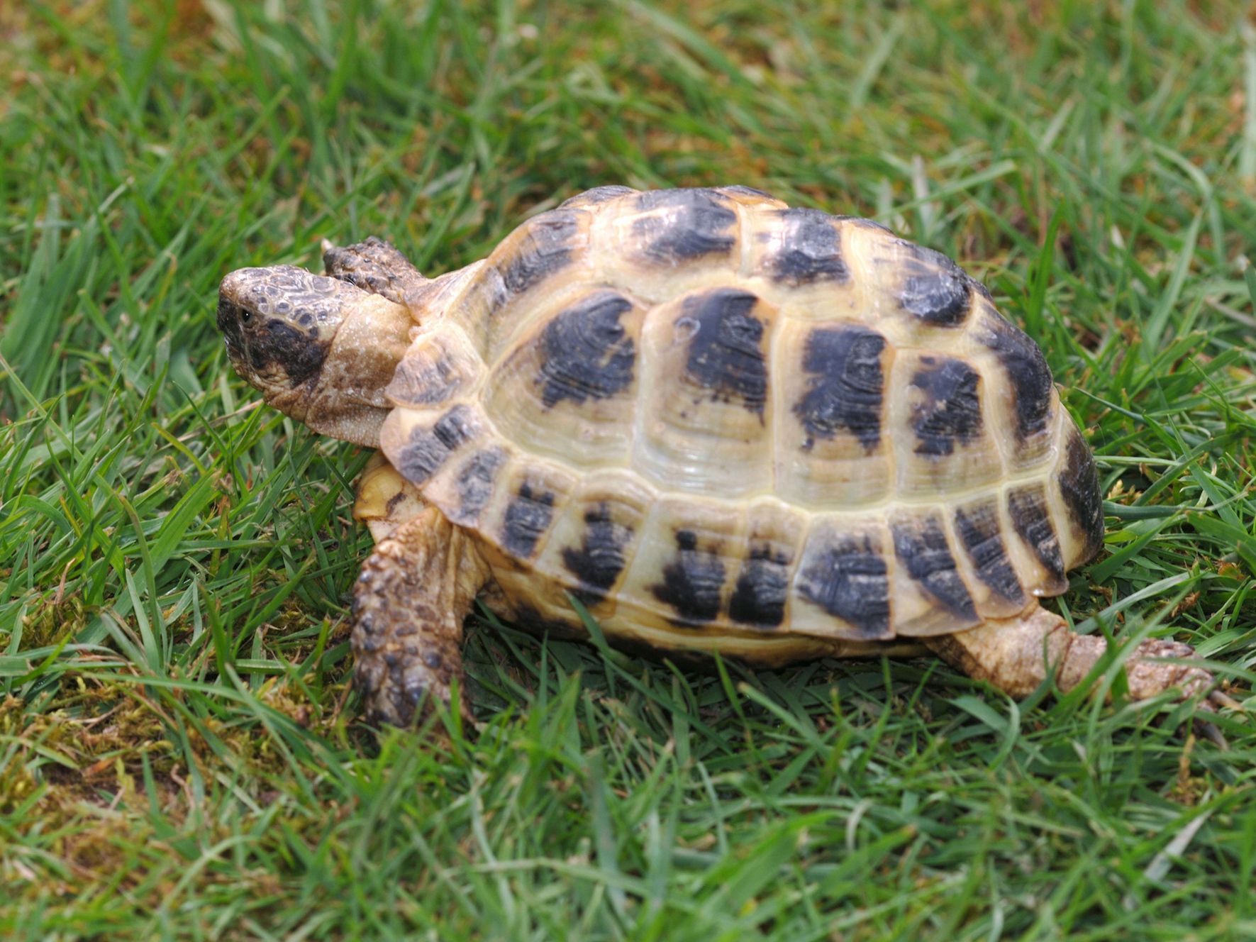 Horsefield Tortoise(Russian Tortoises) For Sale,