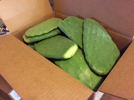 CACTUS PADS (BY THE POUND),