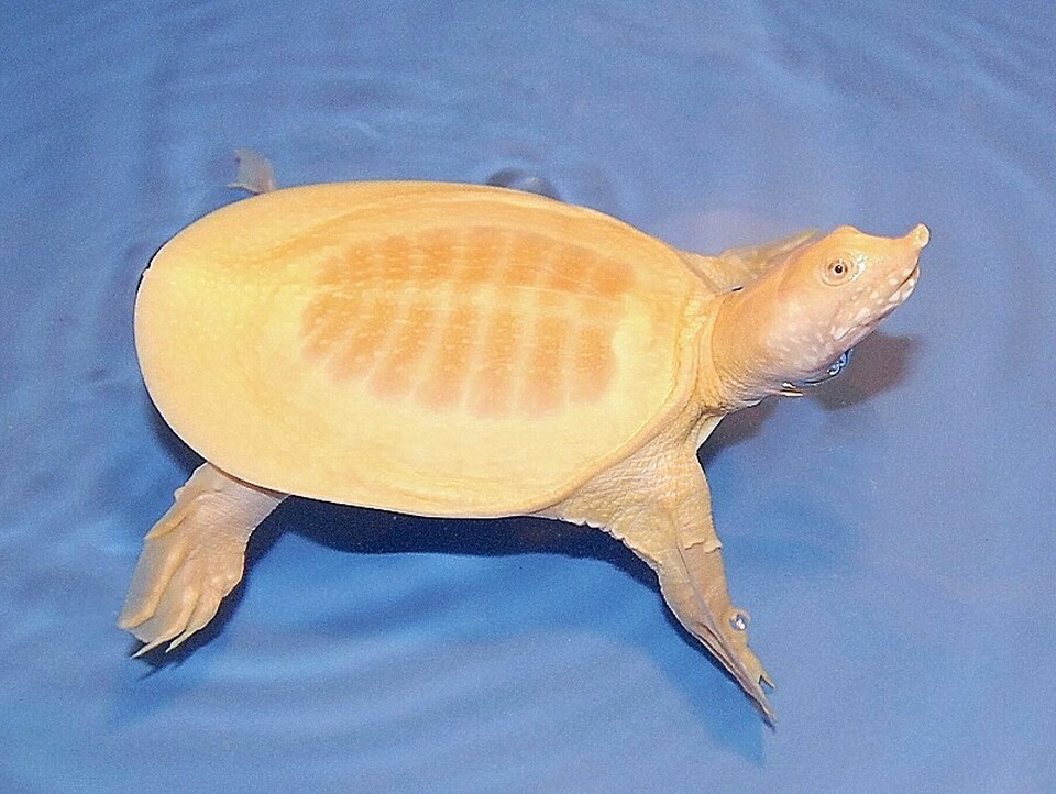 Albino Chinese Soft-Shell For Sale,