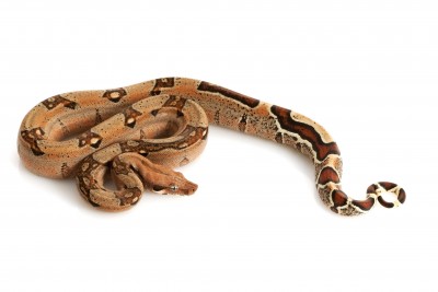 Jungle Boa (Columbian) For Sale, Jungle Boa (Columbian) For Sale In Dubai, Jungle Boa (Columbian) For Sale In Usa,