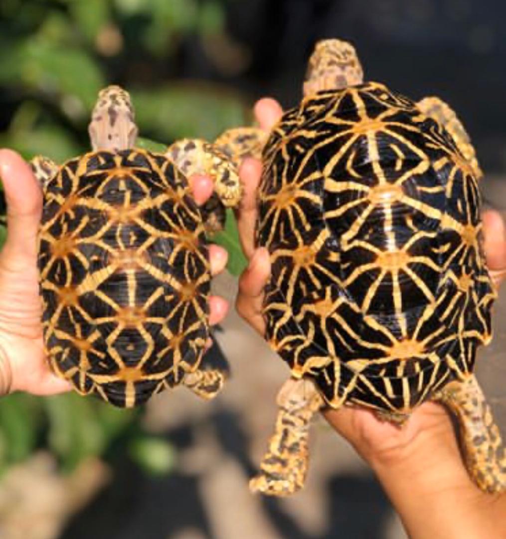 High Yellow Indian Star Tortoises, High Yellow Indian Star Tortoises For Sale,