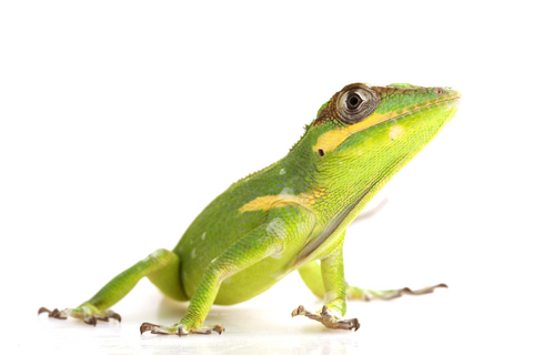 Knight Anole For Sale, Knight Anole For Sale Near Me, Knight Anole Sales, Knight Anole For Sale Online, Cheap Knight Anole For Sale Online,