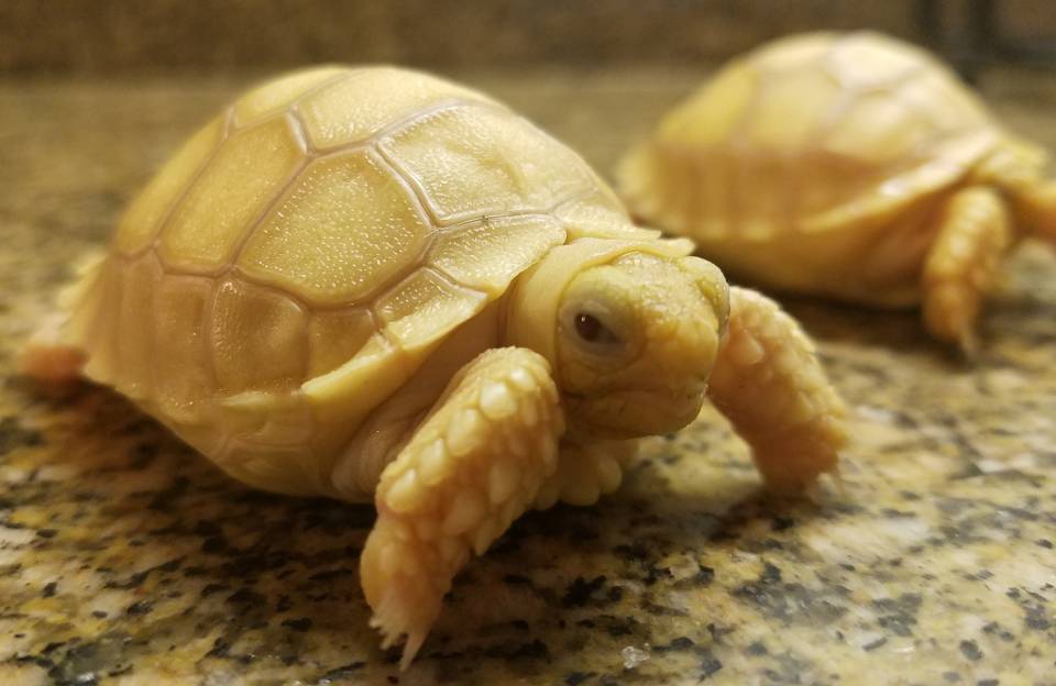 Ivory Sulcata Tortoise For Sale, Ivory Sulcata Tortoise For Sale Near Me, Ivory Sulcata Tortoise For Sale Cheap, Ivory Sulcata Tortoise For Sale Usa, Ivory Sulcata Tortoise For Sale Uk, Ivory Sulcata Tortoise For Sale Canada