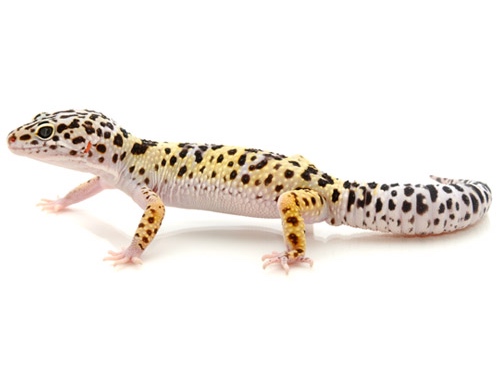 Leopard Gecko Eublepharis Macularius For Sale,