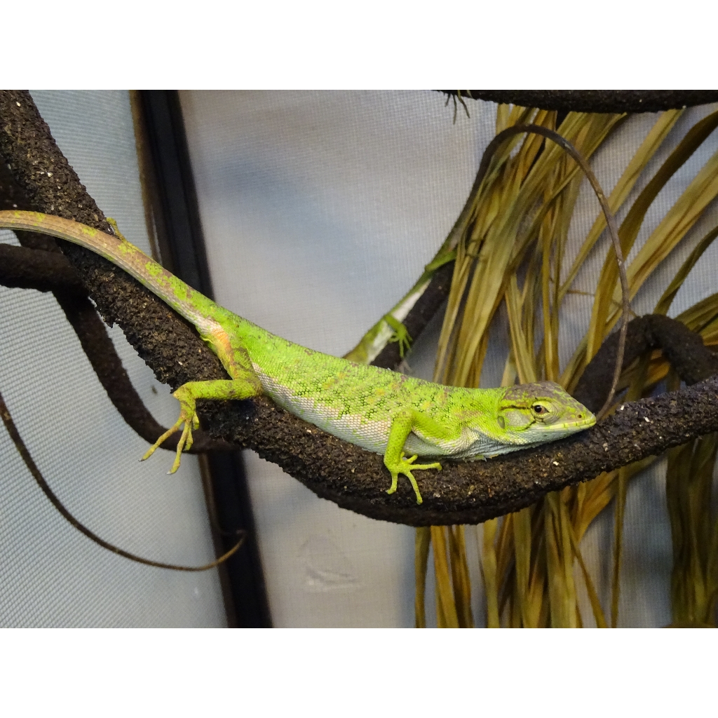 Monkey Anole For Sale,