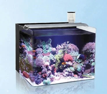 Acquarium For Sale, Acquarium For Sale Near Me