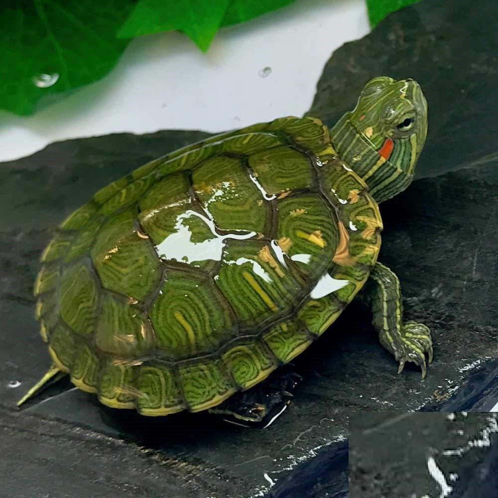 Red-Eared Slider Turtles For Sale, Red-Eared Slider Turtles For Sale Near Me, Red-Eared Slider Turtles For Sale Cheap