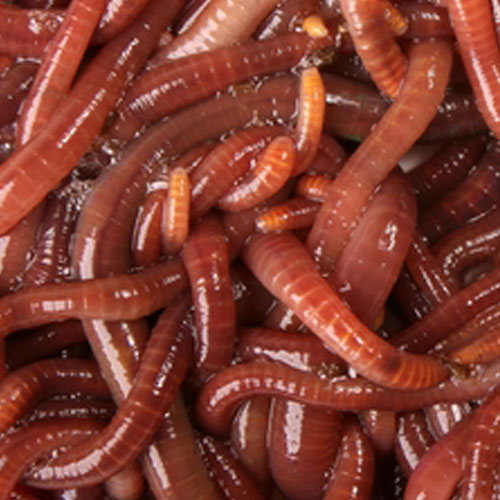 RED WIGGLERS - 45-55 COUNT CUP For Sale