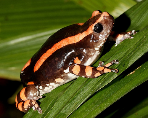 Rubber Banded Frog For Sale, Rubber Banded Frog For Sale In Uk, Rubber Banded Frog For Sale In Dubai,