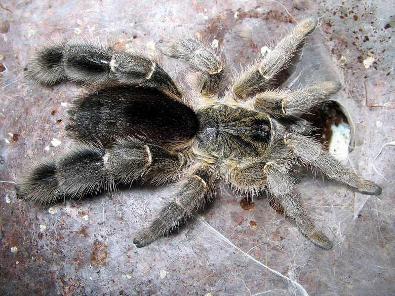 Stout Leg Baboon Tarantula For Sale, Stout Leg Baboon Tarantula For Sale Near Me