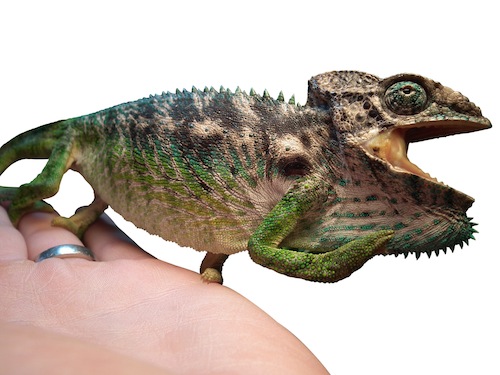 Giant Spiny Chameleon For Sale,